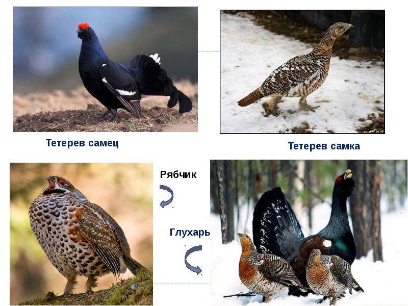 Глухарь