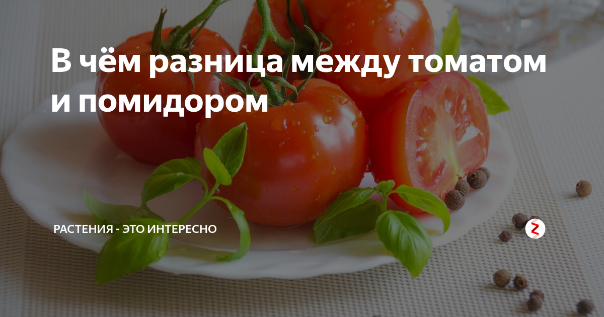 Чем томат отличается от помидора и есть ли разница. разница между томатом и помидором чем отличается томат от помидора