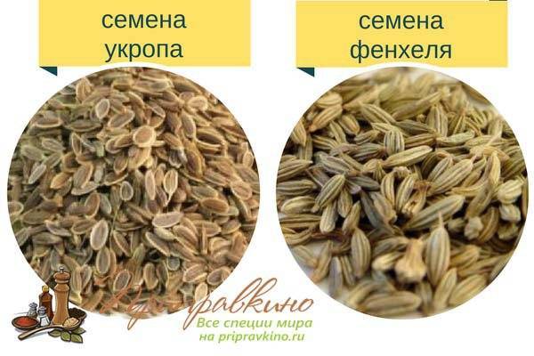 Фенхель и укроп: это одно и тоже или нет, разница в свойствах и внешних характеристиках растений