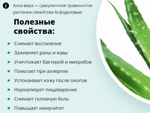 Алоэ снова в моде, или самые декоративные виды всем знакомого суккулента