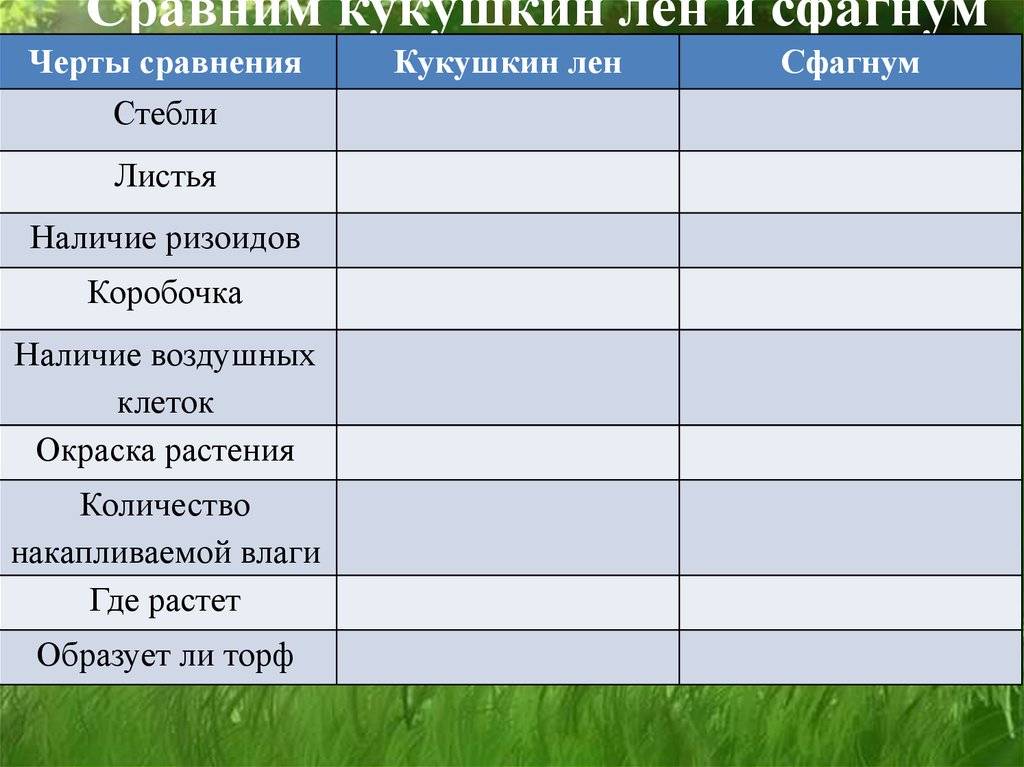 Мхи