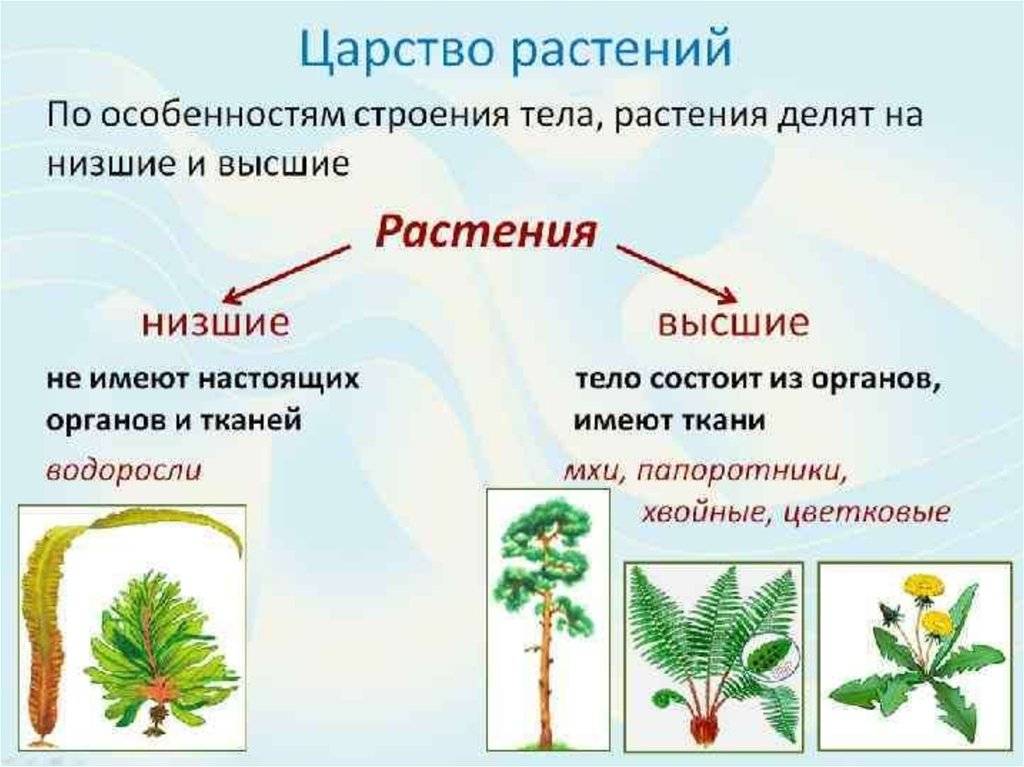 Царство растения (низшие) | многообразие и систематика органического мира | теория | решутест. продвинутый тренажёр тестов