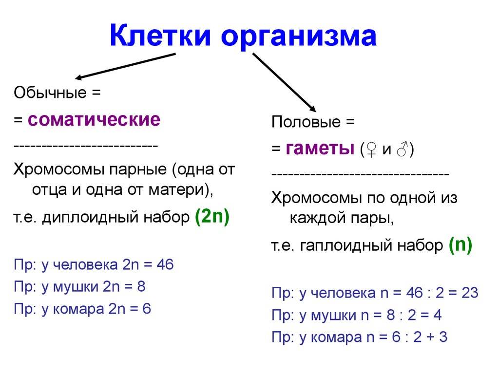 Половые клетки и их развитие