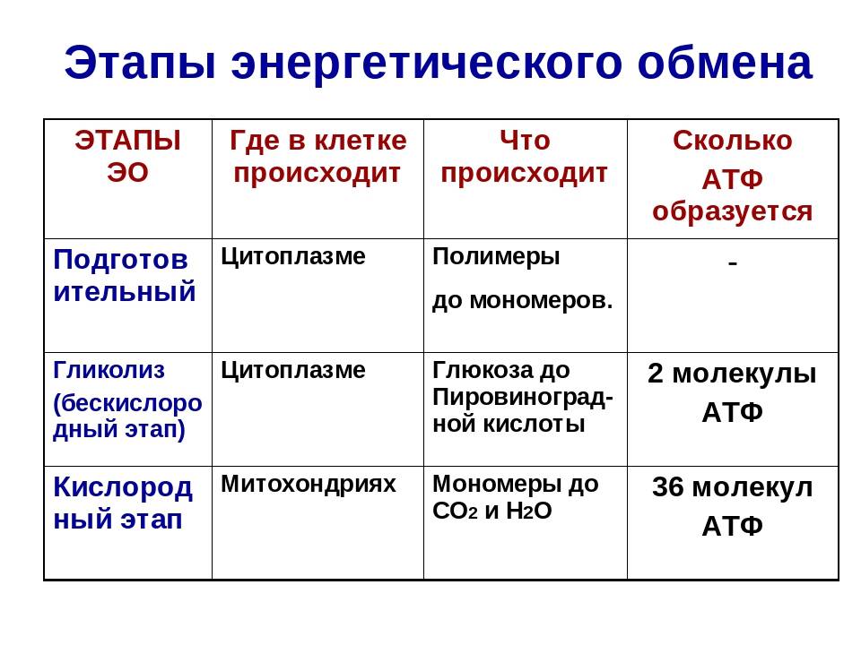 Конспект "обмен веществ и превращения энергии" - учительpro