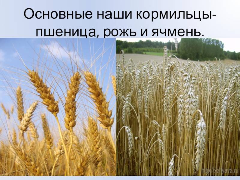 Рожь рисунок растения. чем отличается рожь от пшеницы по внешнему виду