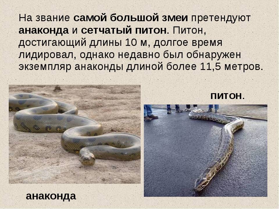 Виды змей. описания, названия и особенности видов змей | животный мир