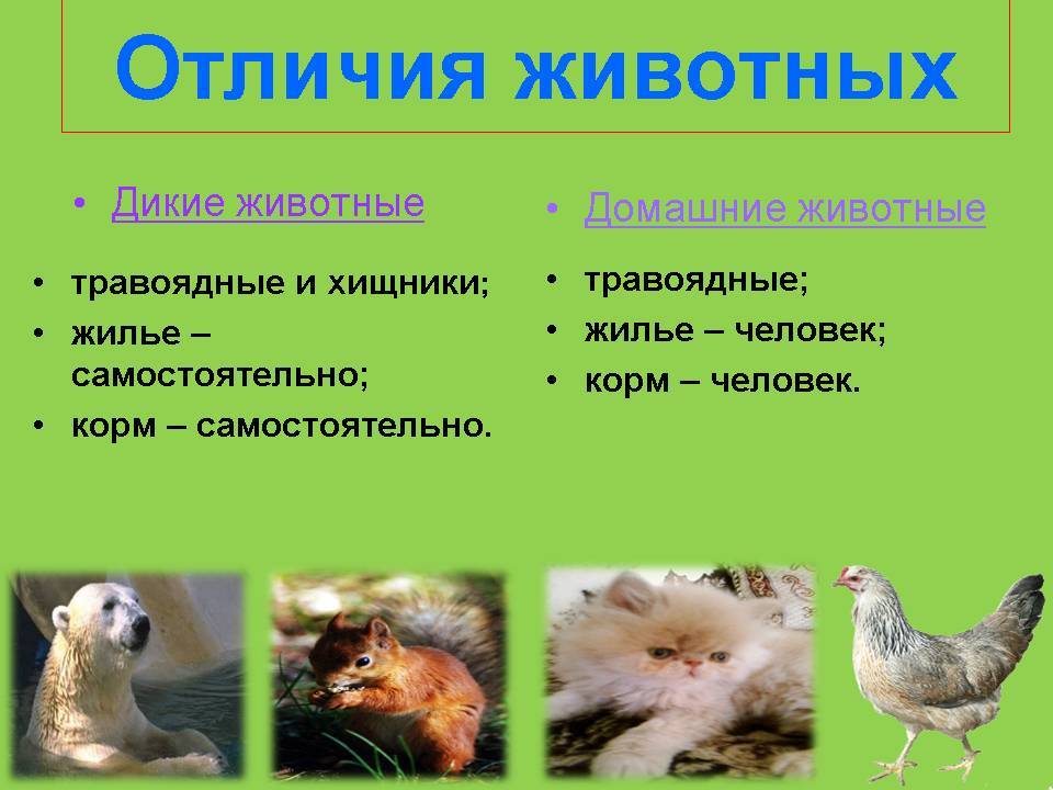 Насекомые: общая характеристика, развитие, строение, разнообразие видов, размножение