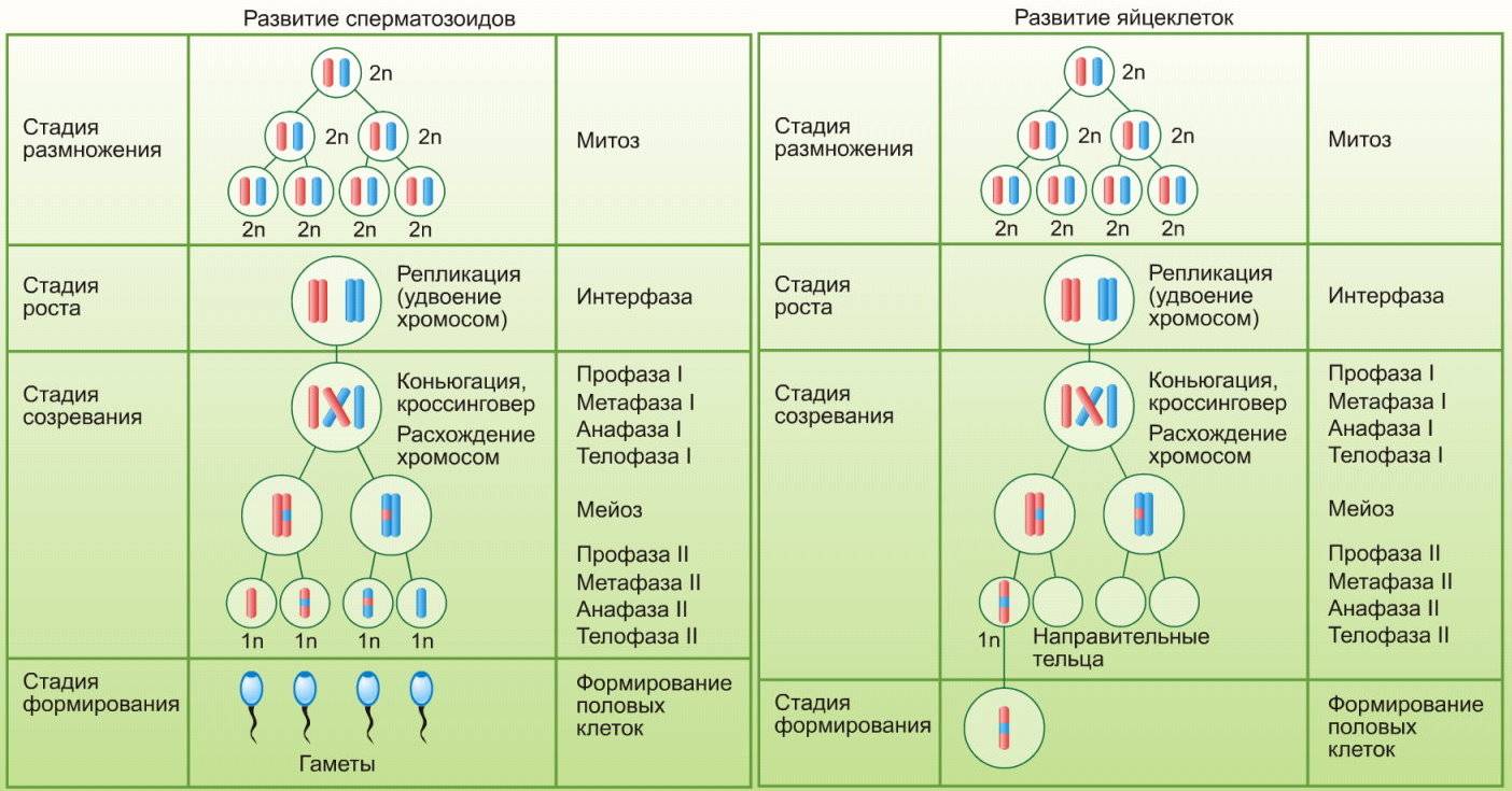 Процесс образования гамет