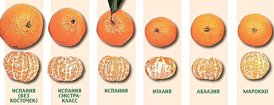Мандарины и клементины: в чем разница, почему похожи — selok.info