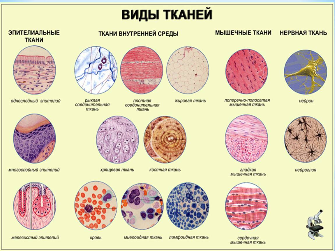 Типы ткани и их особенности строения и месторасположение в организме