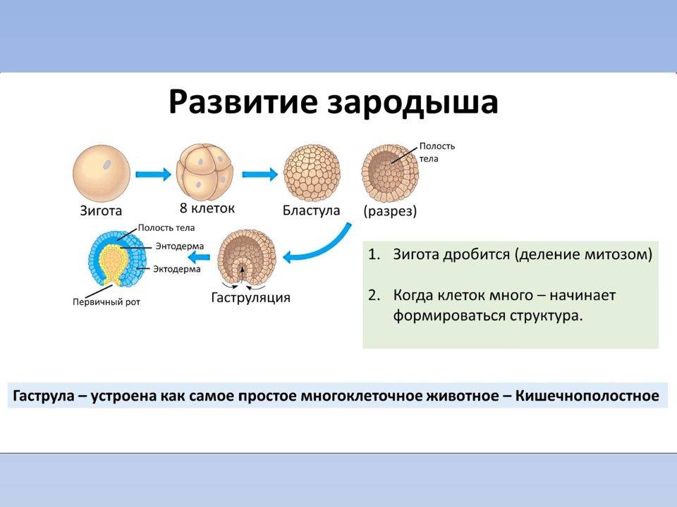 Гаметы: определение, образование, типы и оплодотворение