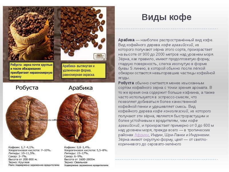Арабика и робуста: что это такое, различия, какой сорт кофе лучше