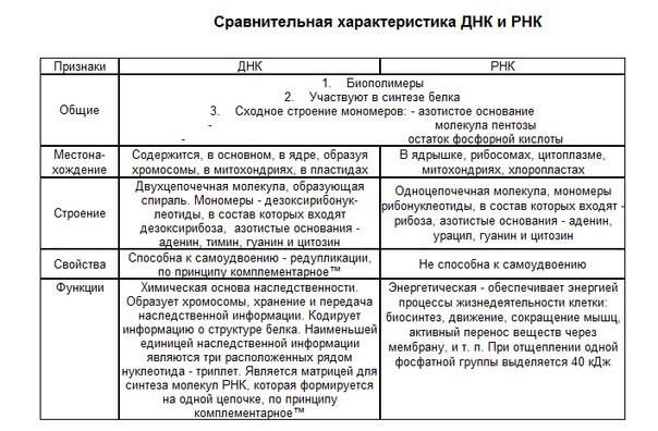 Что такое днк и рнк человека простыми словами. почему днк - основа живих организмов? ⋆ futurenow