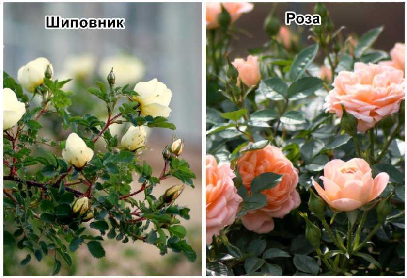 Как отличить розу от шиповника по листьям и побегам [фото и описание различий]