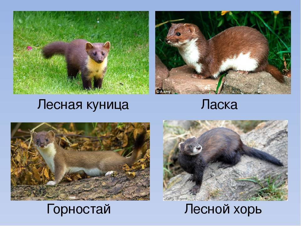 Горностай, ласка, колонок