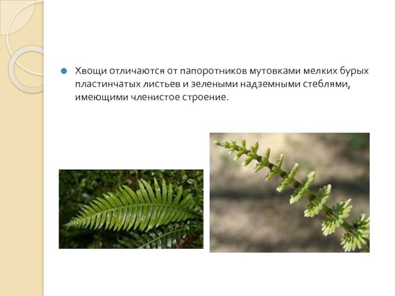 Основные отделы растений. особенности строения и жизнедеятельности.