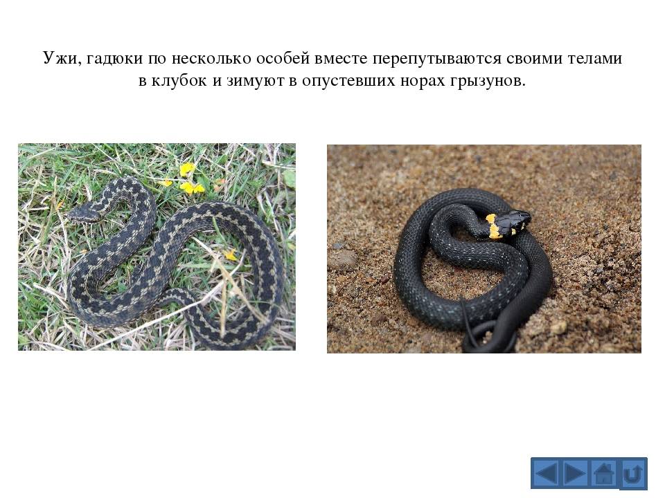 Как отличить ужа от гадюки: змеи в огороде, их описание, сходства и различия. уж - описание, особенности, где живет, виды, питание, образ жизни.