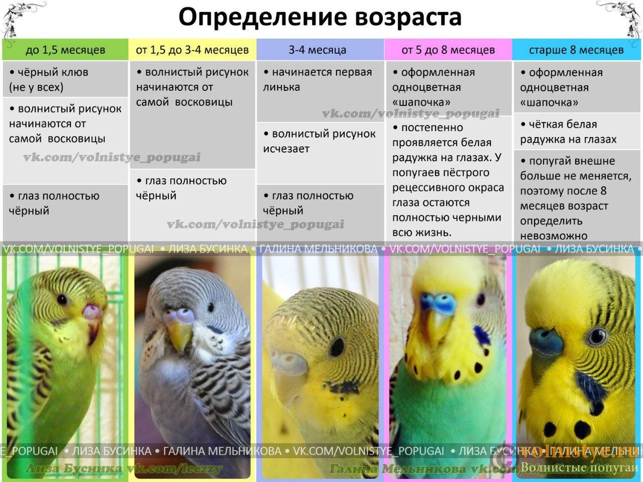 Способы определения пола волнистого попугая, отличия самца от самки