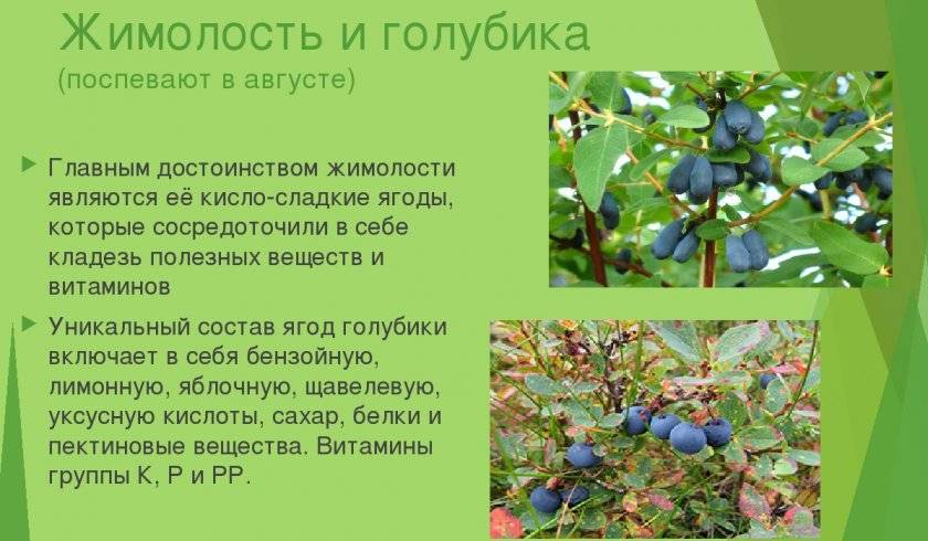Разница между голубикой и черникой