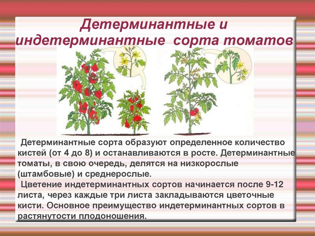 Происхождение томата - ирина беликова