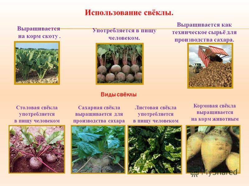 Чем отличается сахарная свекла от кормовой и столовой: есть ли между ними визуальная разница, какой сорт выбрать, как они выглядят на фото?дача эксперт