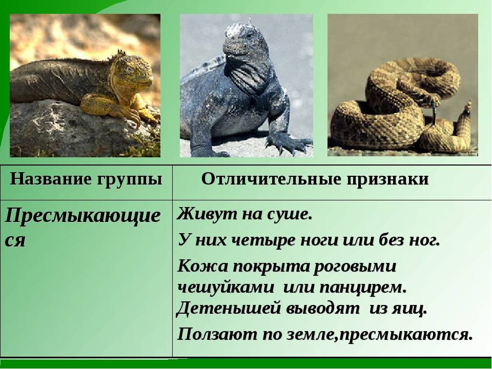 Отличия и особенности земноводных и пресмыкающихся: сравнительная таблица