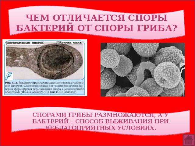 Отличие спор бактерий от грибов: в чем разница