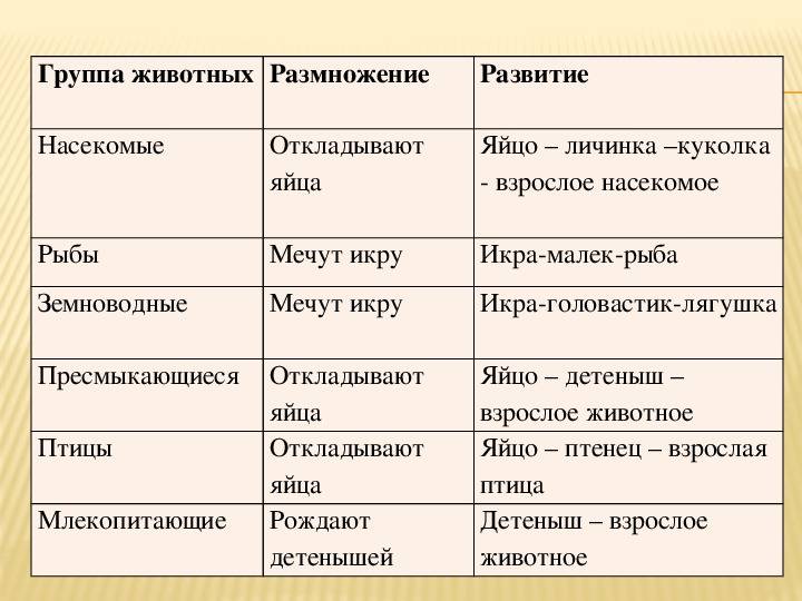 Рептилии и земноводные отличия. класс пресмыкающиеся или рептилии