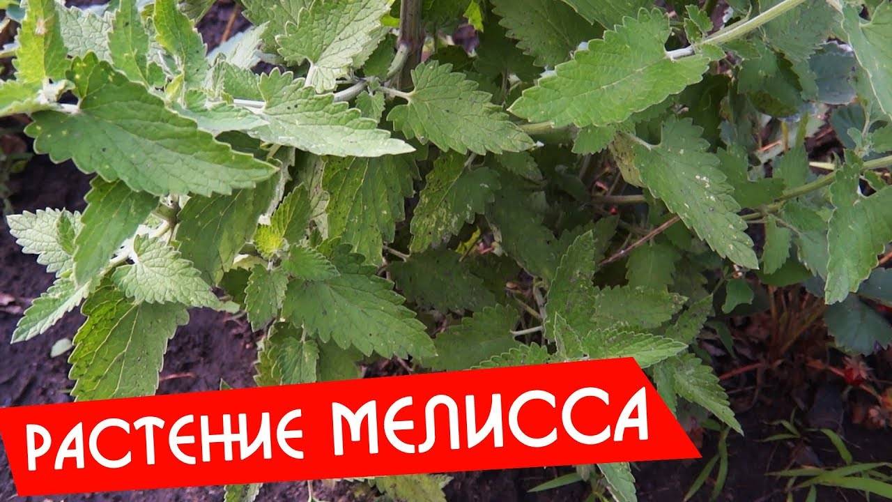 Мята и не мята — как различать, использовать и где посадить?