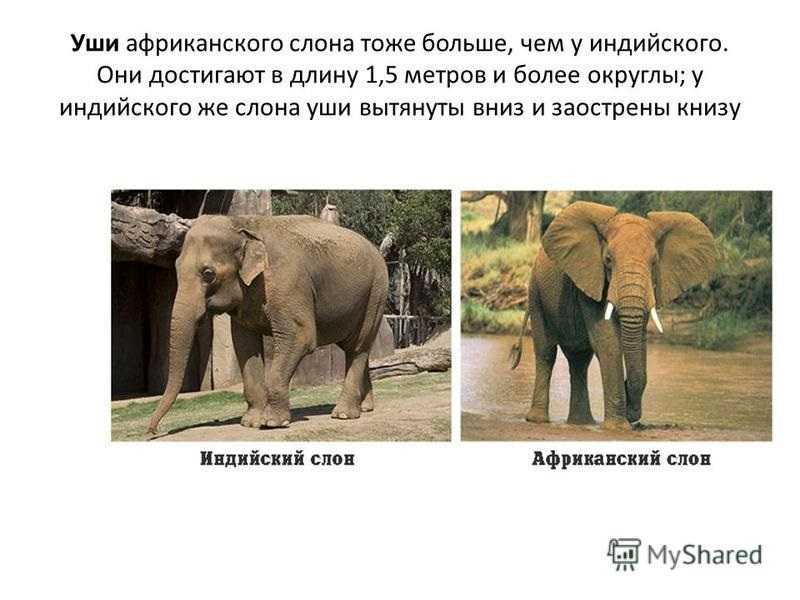 Слоны (лат. elephantidae)
