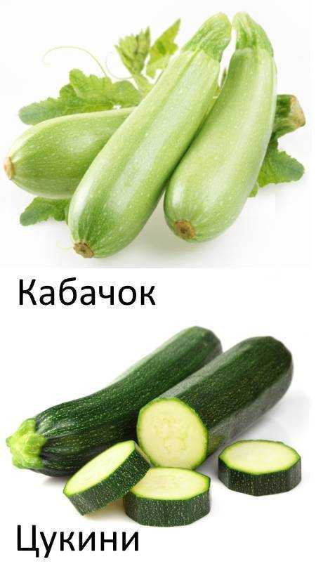 Чем отличается цуккини от кабачка | в чем разница