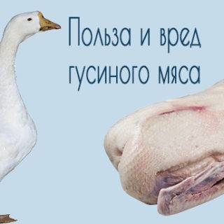 Чем отличается утка от гусыни