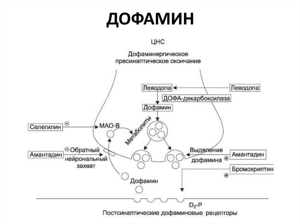 Это важно знать! преимущества нормальных или высоких уровней дофамина и гистамина.