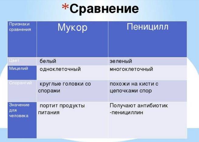 В чем отличия между мукором и пенициллом, строение и есть ли разница