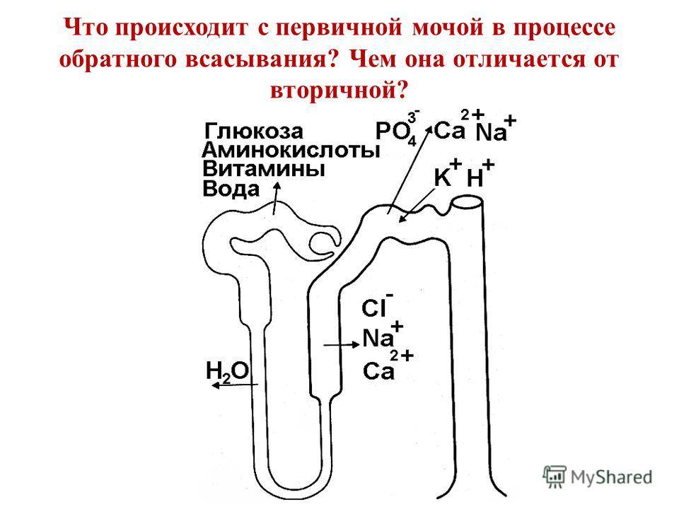 Процесс образования мочи - юнлидент