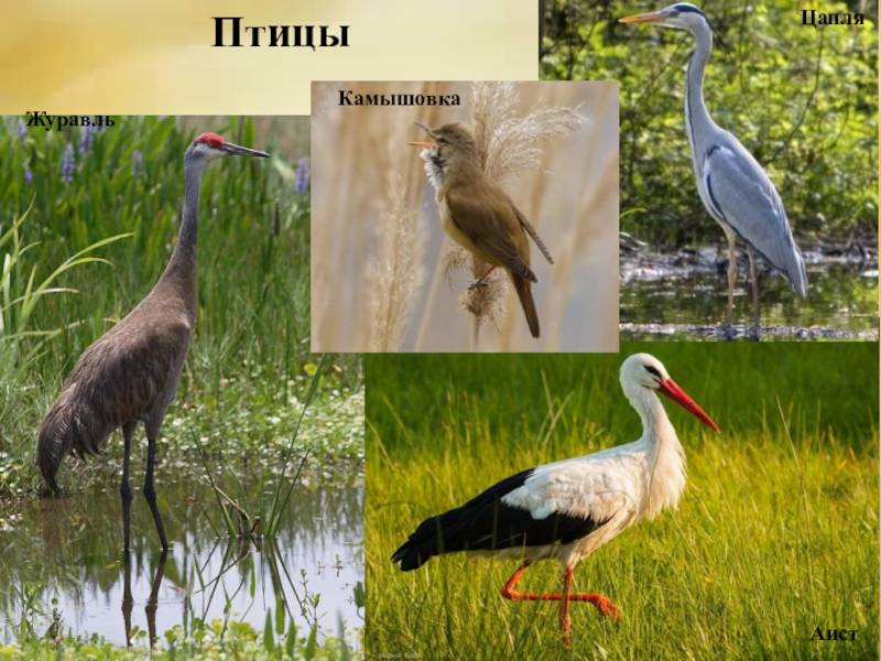 Отличия цапли, аиста и журавля: особенности поведения и характерные черты