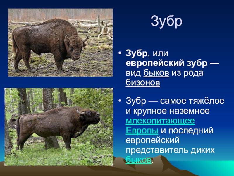 Чем отличается бизон от зубра, в чем разница? чем схожи и чем различаются зубры и бизоны чем отличается бизон от зубра