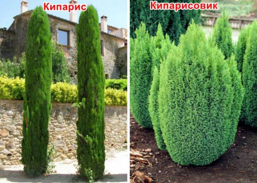 Туя и кипарис: отличия и в чем между ними разница, сравнение деревьев