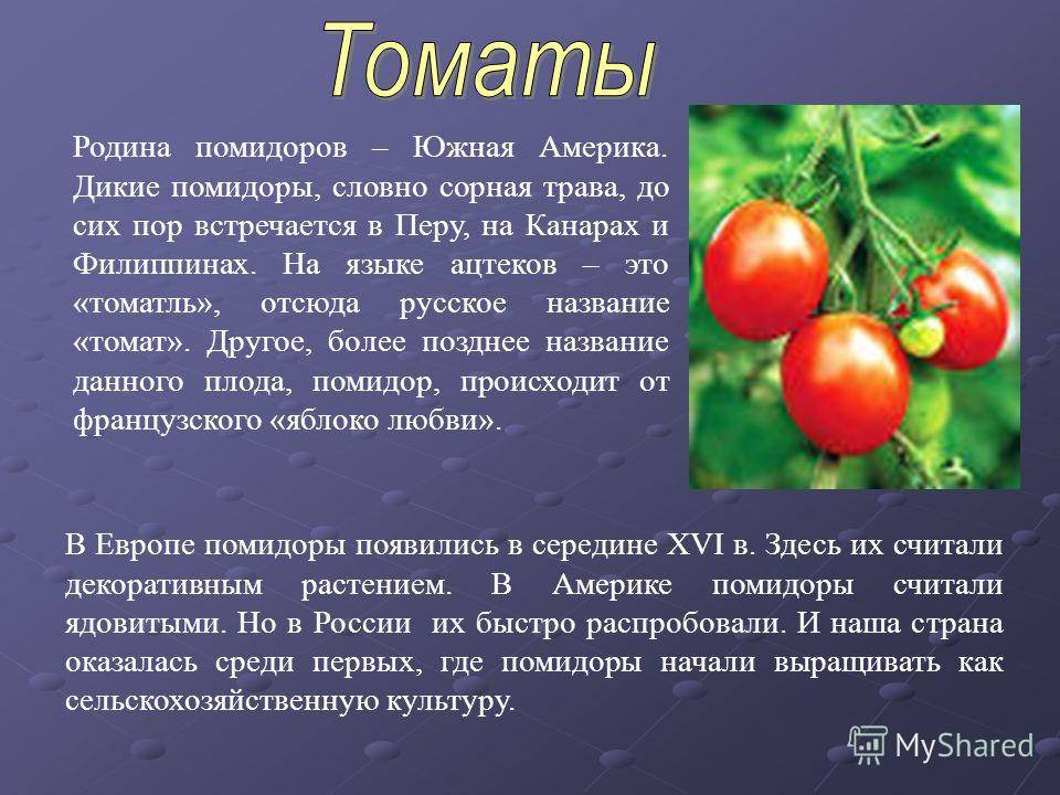 Помидор мужской род. Описание помидора. Томат доклад. Помидор для презентации. Томат презентация.