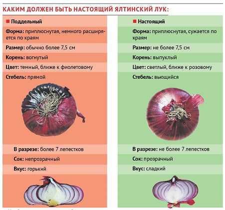 Красный лук: полезные свойства и вред для мужчин и женщин, чем отличается от обычного