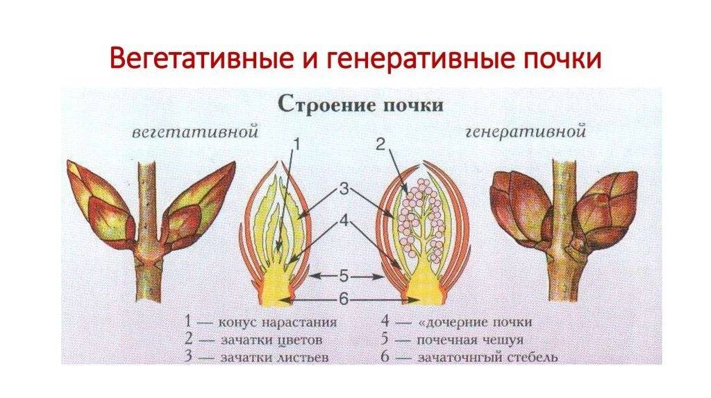 Конспект "побег (лист, стебель, почка)" - учительpro