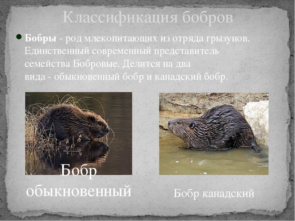 Бобр и бобёр: в чём разница между ними? - skazhemvam.ru