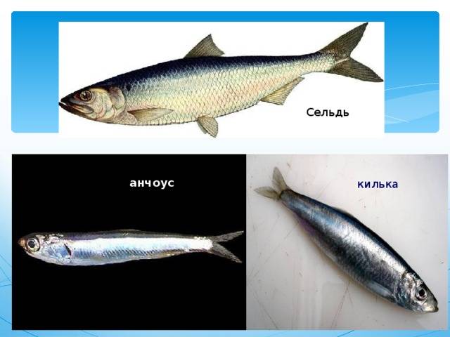 Тюлька и килька: в чем разница