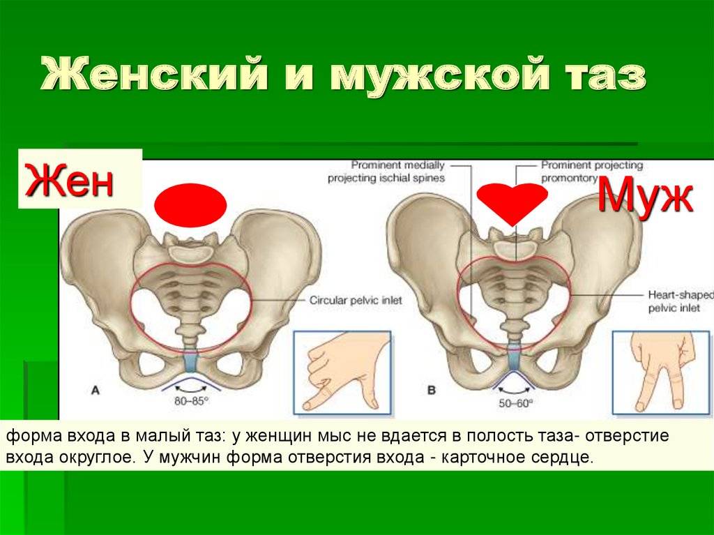 Сравниваем анатомию таза у мужчин и женщин - skaziportal.ru
