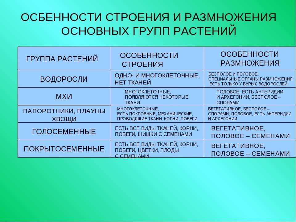 Чем водоросли отличаются от папоротников и есть ли сходства