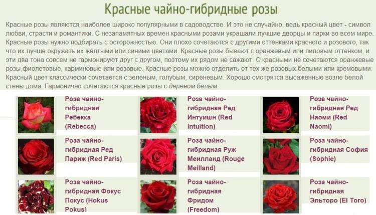 Розы полиантовые и флорибунда отличие