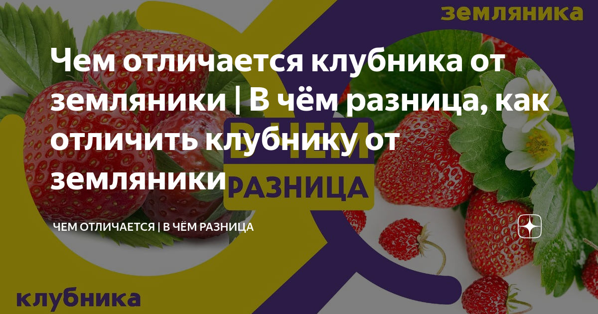 В чем отличия между клубникой и викторией, есть ли разница между ягодами