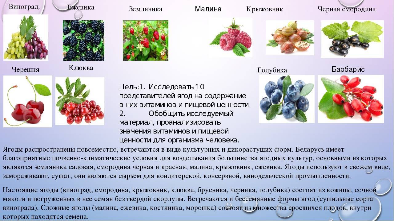 Арбуз - не ягода, а баклажан - не овощ. как различать виды растений