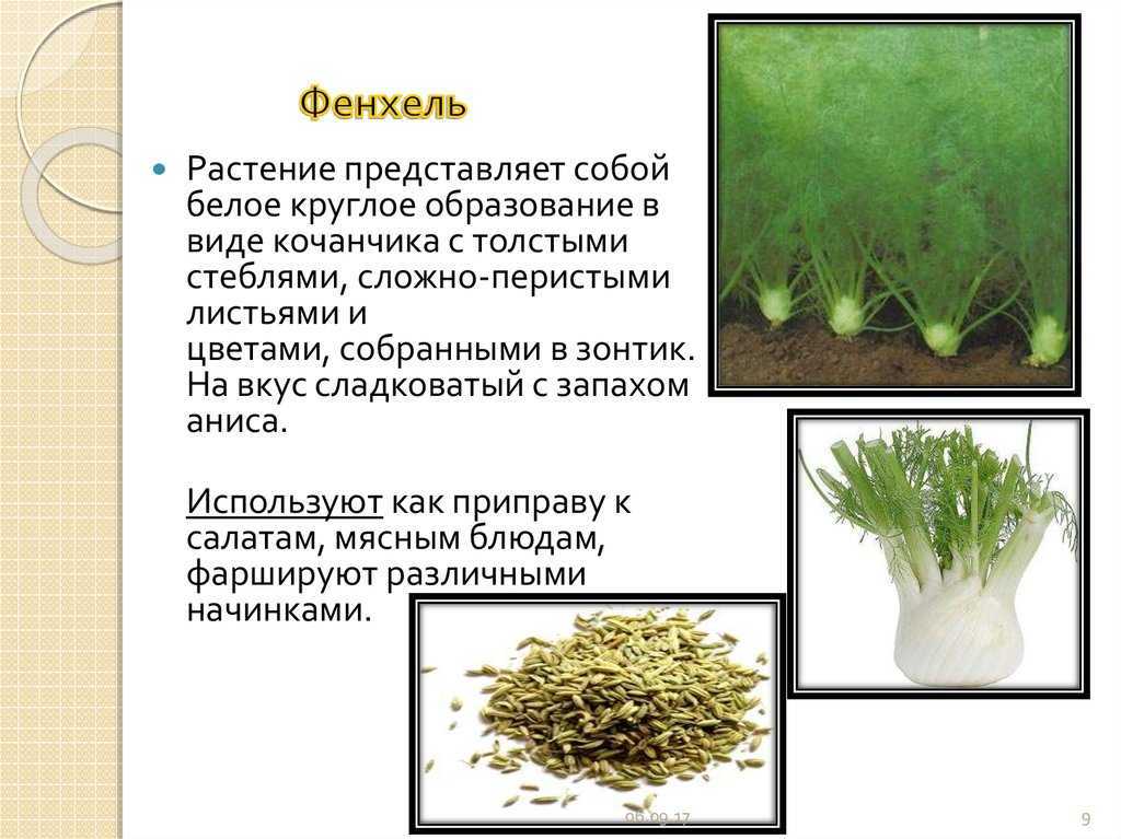 Фенхель и укроп — в чем разница