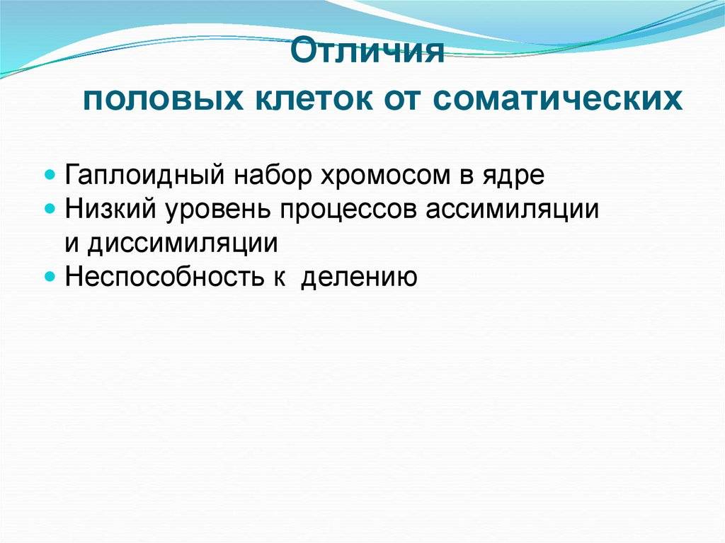 Гаметогенез: стадии сперматогенеза и овогенеза, в чем различия